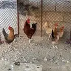 تم البيع