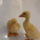 كتاكيت بط بكيني
