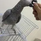 ببغاء كاسكو