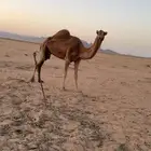 للبيع ناقة مبيوع حاشيها