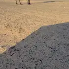 بكره كفو مجهم فوق البداوه