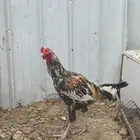 دياكه باكستاني