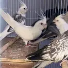 ازواج كروان منتجه