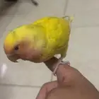 روز اليف وهددد فرخ