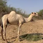 قعود اركي مشرووع فحل السن جذع