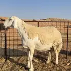 شاه حريه طيبه(تم البيع)