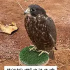 طير حر