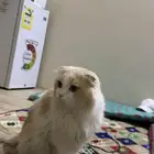 قط سكوتش فولد