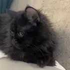 قطط