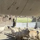 13 ضان دفيع مراح واحد