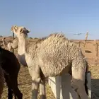 قعود حاشي