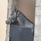مهر شعبي شيخ