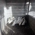 بط بكيني لاحم