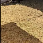 معزى مواليد