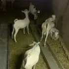 للبيع تيوس وبرابر مرابي