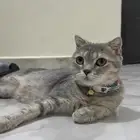 قطه سكوتش انثى منتجه