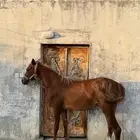 مهره شعبية.