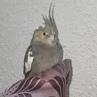 العمر ست شهور