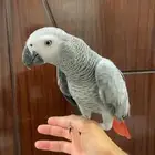 للبيع ببغاء كاسكو الليف ومتكلم