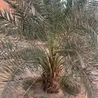 نخل فحالات