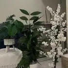 أشجار زينه
