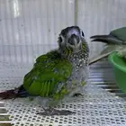 فرخ كنيور قرين شك .