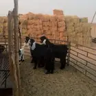 تيس وعنزين عارضيات