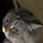 قطه لتبني
