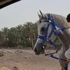 حصان كفو حار جدا