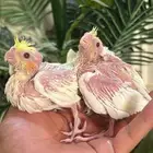 فرخ كروان كوكتيل غر ( كروان )