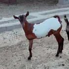 يوجد تيس نادر للبيع معو ثنتين رجول ويد وحده