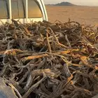 هيلكس صندوق شرط