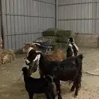 معزاء للبيع 3 تحتها 1