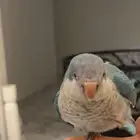 ببغاء كويكر