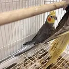 جوز كروان باكستاني