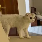 سكوتش فولد بسعر رمزي