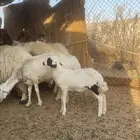 داغوره حريه