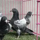 طبات حمام باكستاني ( تم البيع)