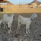 معزاء طيبة جدا وليد
