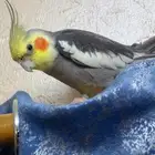 ببغاء كروات اليف