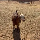 معزاء عدد 2 للبيع