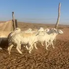 للبيع غنم حريات ( تم البيع الله يبارك )