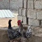 دجاج بلدي