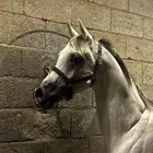 خيل عربي شعبي