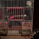 روز البينو ( غير اليف )