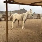 فرس شعبيه شيخه