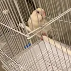 ببغاء روز هدد داخلي خارجي قمه فالولافه