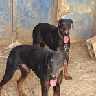 كلاب كلب دوبر مان . دوبرمان