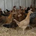 153 فرخ دجاج للبيع