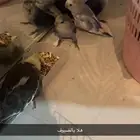 بغبغاء روز